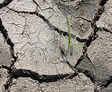 Ґрунтова посуха негативно позначиться на врожаї зернових